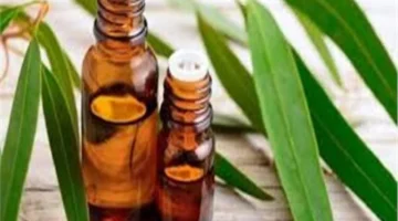 زيت الكافور سر الشفاء السريع وتسكين الألم والوقاية من الأمراض المزمنة